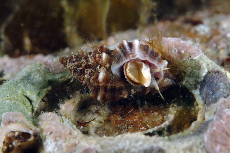 Ocinebrina edwardsi